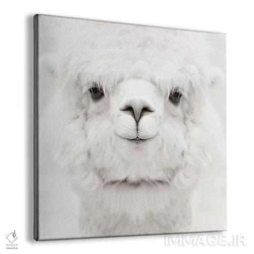 تابلو آلپاکای خندان (مربع) اثر مونیکا استریگل - نمای پرسپکتیو محصول