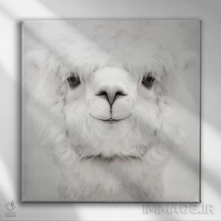 تابلو آلپاکای خندان (مربع) اثر مونیکا استریگل - نمای روبهرو روی دیوار