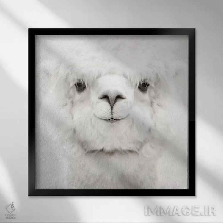 تابلو آلپاکای خندان (مربع) اثر مونیکا استریگل - نمای قابدار مشکی