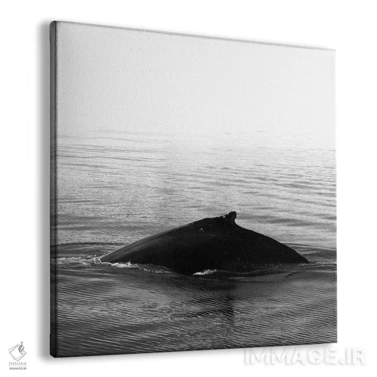 تابلو آواز نهنگ III سیاه ایسلند (مربع) اثر مونیکا استریگل - نمای پرسپکتیو محصول