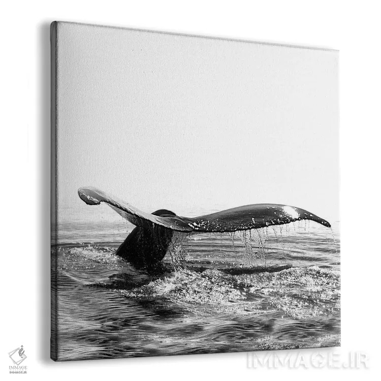 تابلو آواز نهنگ I ایسلند سیاه و سفید (مربع) اثر مونیکا استریگل - نمای پرسپکتیو محصول