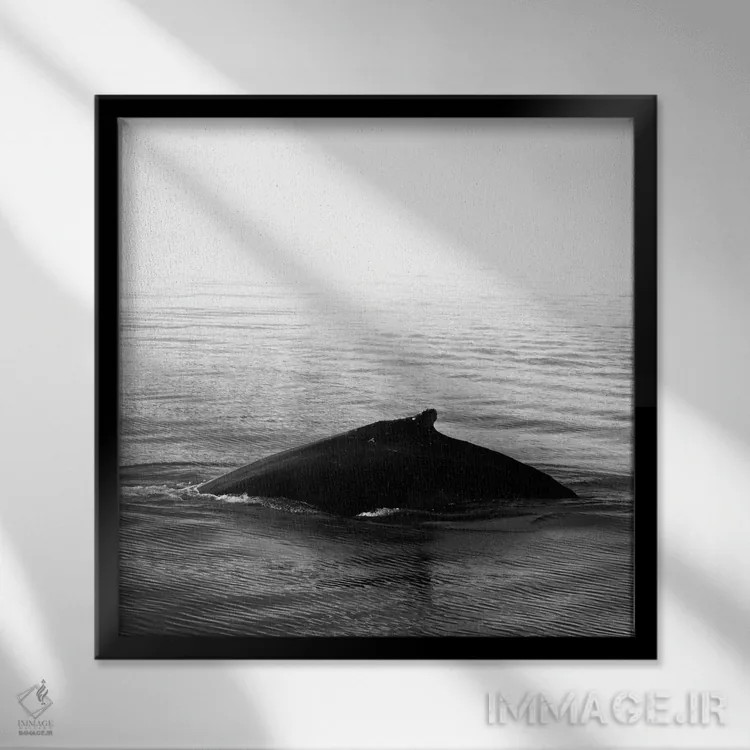 تابلو آواز نهنگ III سیاه ایسلند (مربع) اثر مونیکا استریگل - نمای قابدار مشکی