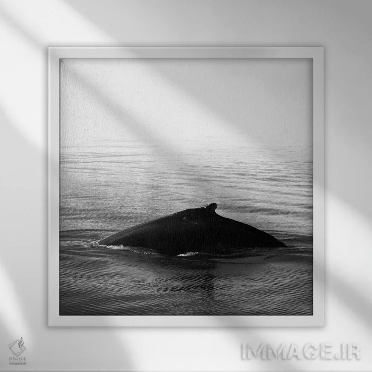 تابلو آواز نهنگ III سیاه ایسلند (مربع) اثر مونیکا استریگل - نمای قابدار سفید