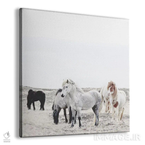 تابلو اسبهای وحشی و آزاد ایسلند I (مربع) اثر مونیکا استریگل - نمای پرسپکتیو محصول