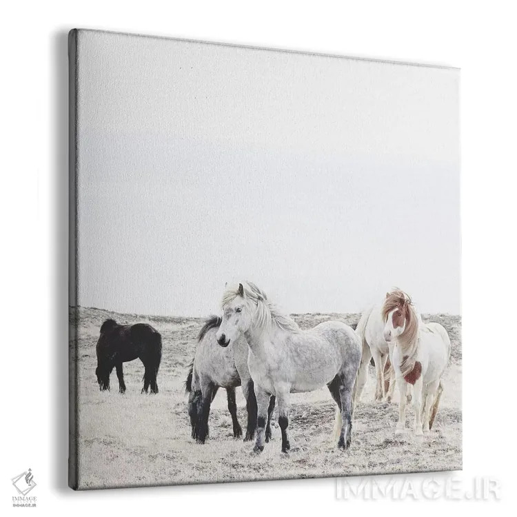 تابلو اسبهای وحشی و آزاد ایسلند I (مربع) اثر مونیکا استریگل - نمای پرسپکتیو محصول