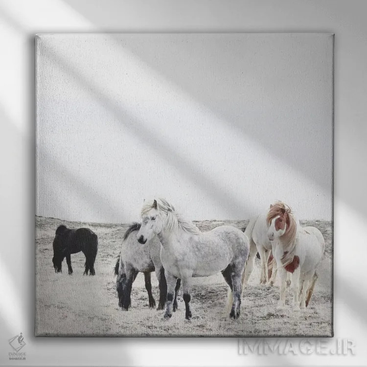 تابلو اسبهای وحشی و آزاد ایسلند I (مربع) اثر مونیکا استریگل - نمای روبهرو روی دیوار