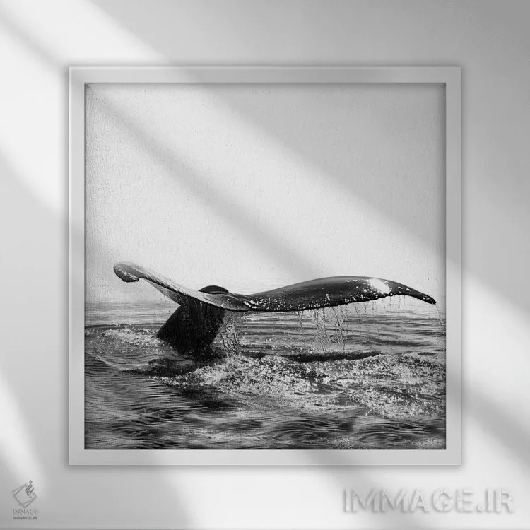 تابلو آواز نهنگ I ایسلند سیاه و سفید (مربع) اثر مونیکا استریگل - نمای قابدار سفید