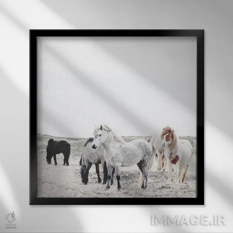 تابلو اسبهای وحشی و آزاد ایسلند I (مربع) اثر مونیکا استریگل - نمای قابدار مشکی