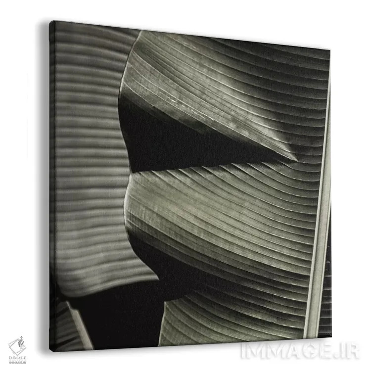 تابلو برگ موز سبز (مربع) اثر مونیکا استریگل - نمای پرسپکتیو محصول