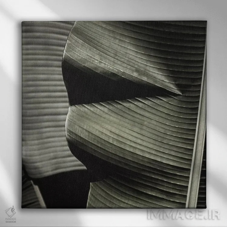 تابلو برگ موز سبز (مربع) اثر مونیکا استریگل - نمای روبهرو روی دیوار