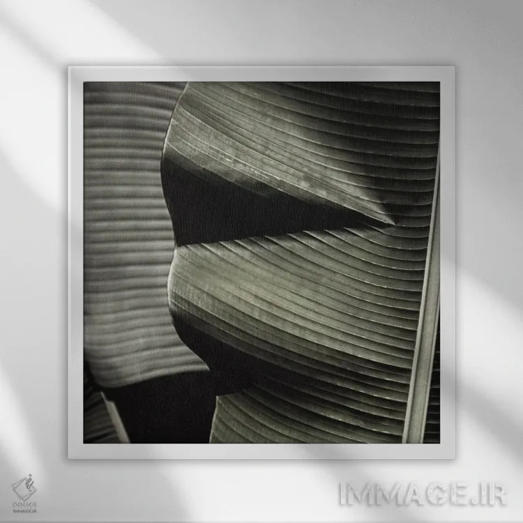 تابلو برگ موز سبز (مربع) اثر مونیکا استریگل - نمای قابدار سفید