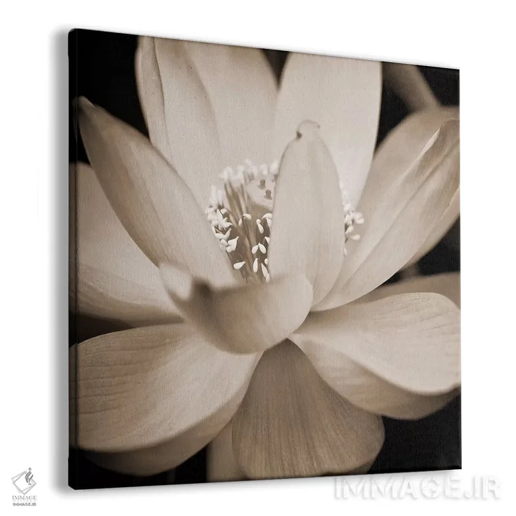 تابلو سوسن سپیا ۲ اثر گلن تیلور - نمای پرسپکتیو محصول