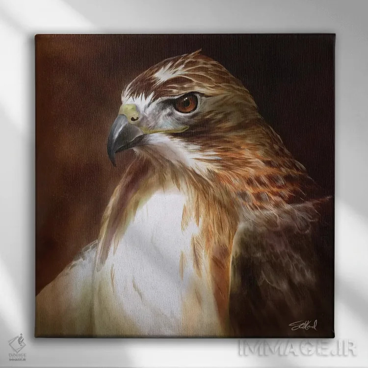 تابلو پرترهٔ شاهین دمسرخ اثر استیو گود - نمای روبهرو روی دیوار