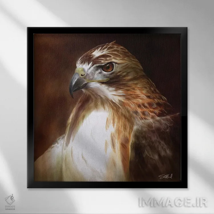 تابلو پرترهٔ شاهین دمسرخ اثر استیو گود - نمای قابدار مشکی