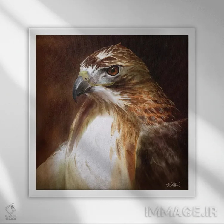 تابلو پرترهٔ شاهین دمسرخ اثر استیو گود - نمای قابدار سفید