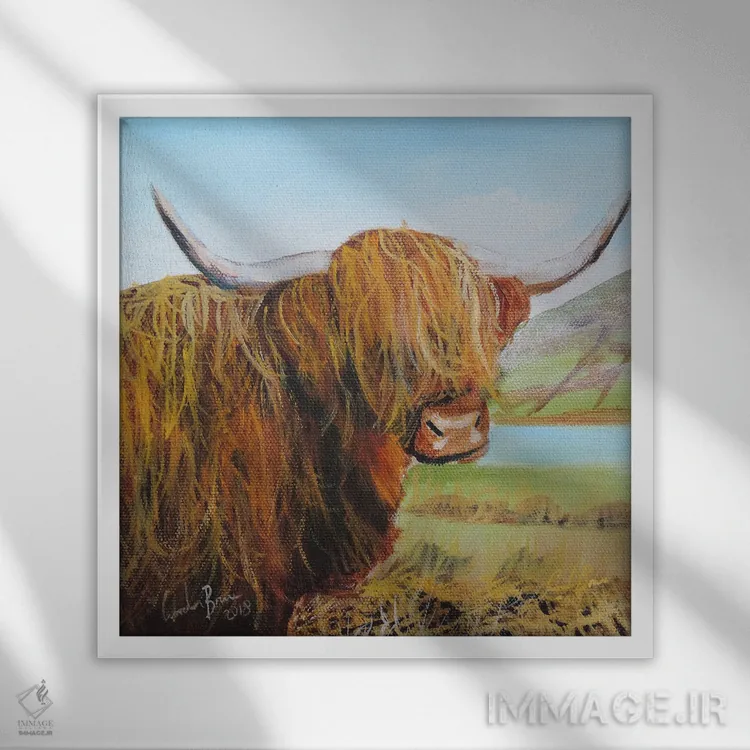 تابلو گاو کوهستانی (اسکاتلندی) اثر گوردون بروس - نمای قابدار سفید