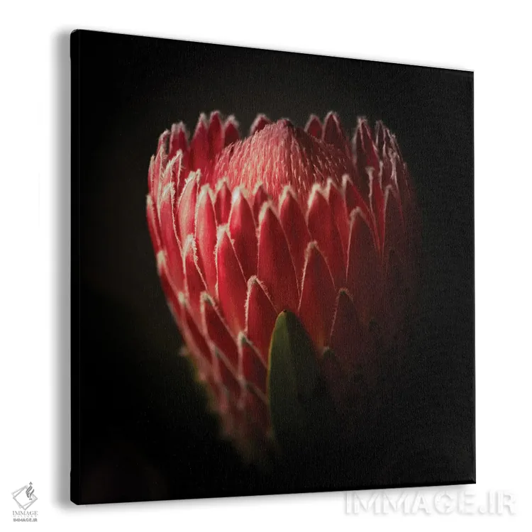تابلو نمای نزدیک از گل پروتئا اثر جورج اوزه - نمای پرسپکتیو محصول