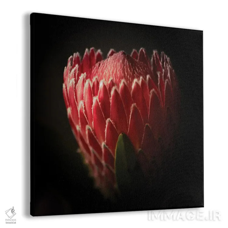 تابلو نمای نزدیک از گل پروتئا اثر جورج اوزه - نمای پرسپکتیو محصول