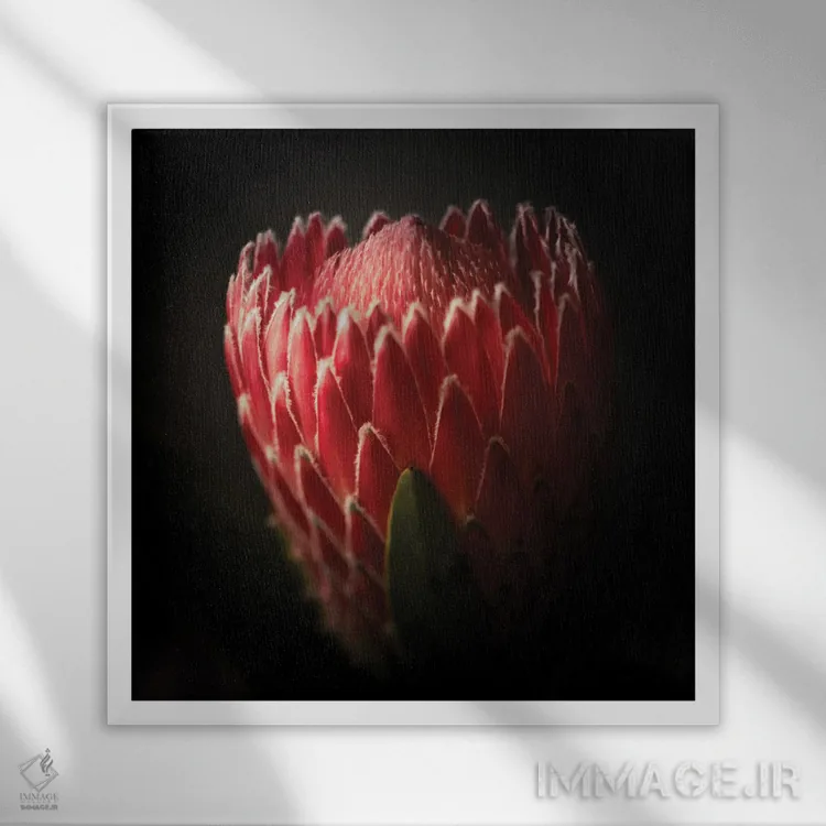 تابلو نمای نزدیک از گل پروتئا اثر جورج اوزه - نمای قابدار سفید