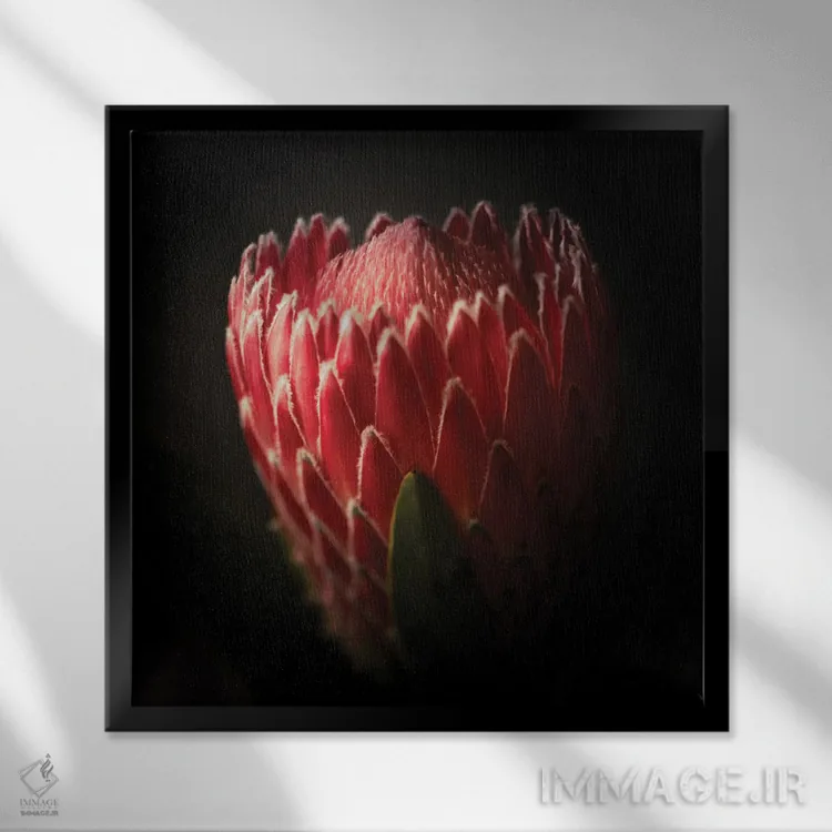 تابلو نمای نزدیک از گل پروتئا اثر جورج اوزه - نمای قابدار مشکی