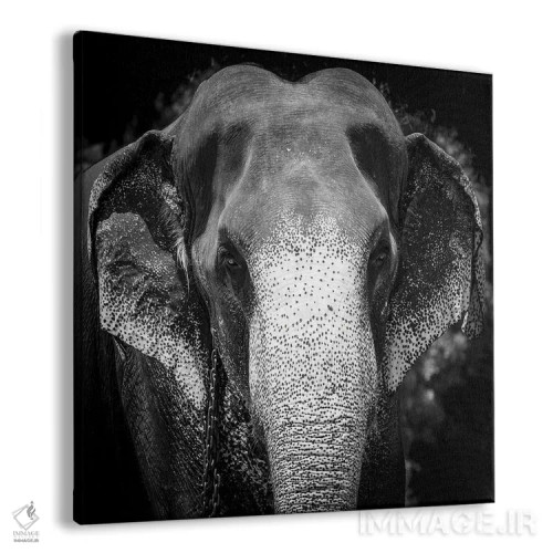 تابلو فیل هندی اثر استیفن هاجتس - نمای پرسپکتیو محصول