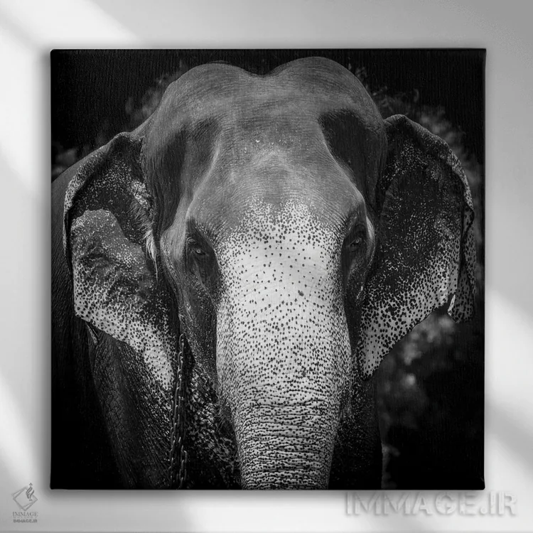 تابلو فیل هندی اثر استیفن هاجتس - نمای روبهرو روی دیوار