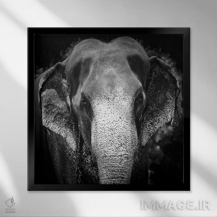 تابلو فیل هندی اثر استیفن هاجتس - نمای قابدار مشکی