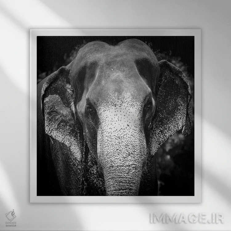 تابلو فیل هندی اثر استیفن هاجتس - نمای قابدار سفید