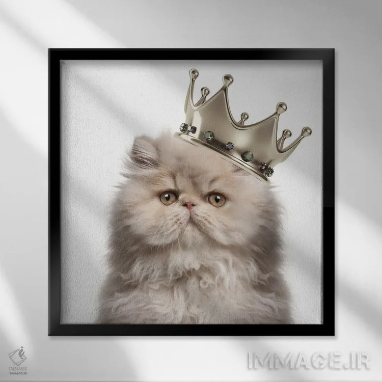 تابلو ملکه گربه ایرانی اثر هدر گری - نمای قابدار مشکی
