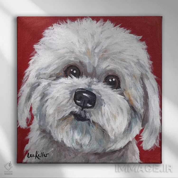 تابلو کوتون دو تولیار (نژاد سگ) اثر هیپی هاوند استودیوز (استودیو هنری) - نمای روبهرو روی دیوار
