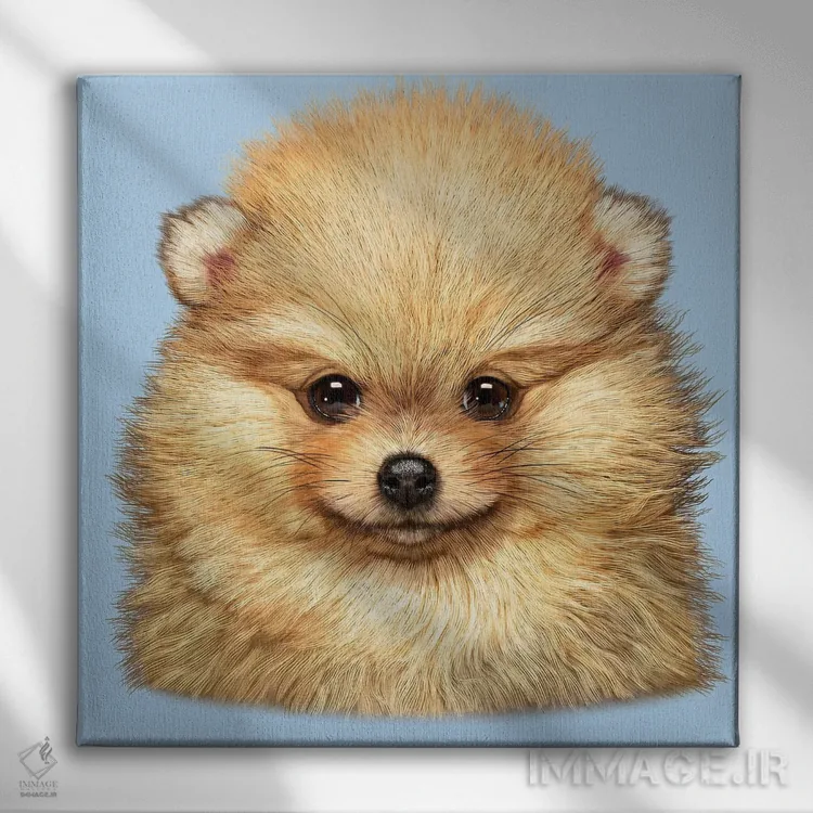 تابلو توله سگ پامرانین اثر وینسنت های - نمای روبهرو روی دیوار