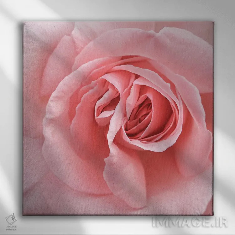تابلو رز صورتی ملایم اثر هنریکه شنک - نمای روبهرو روی دیوار