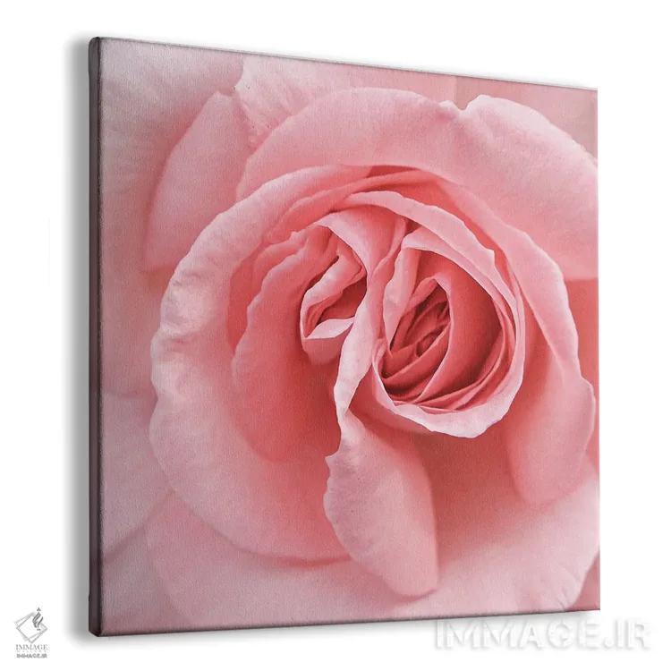 تابلو رز صورتی ملایم اثر هنریکه شنک - نمای پرسپکتیو محصول
