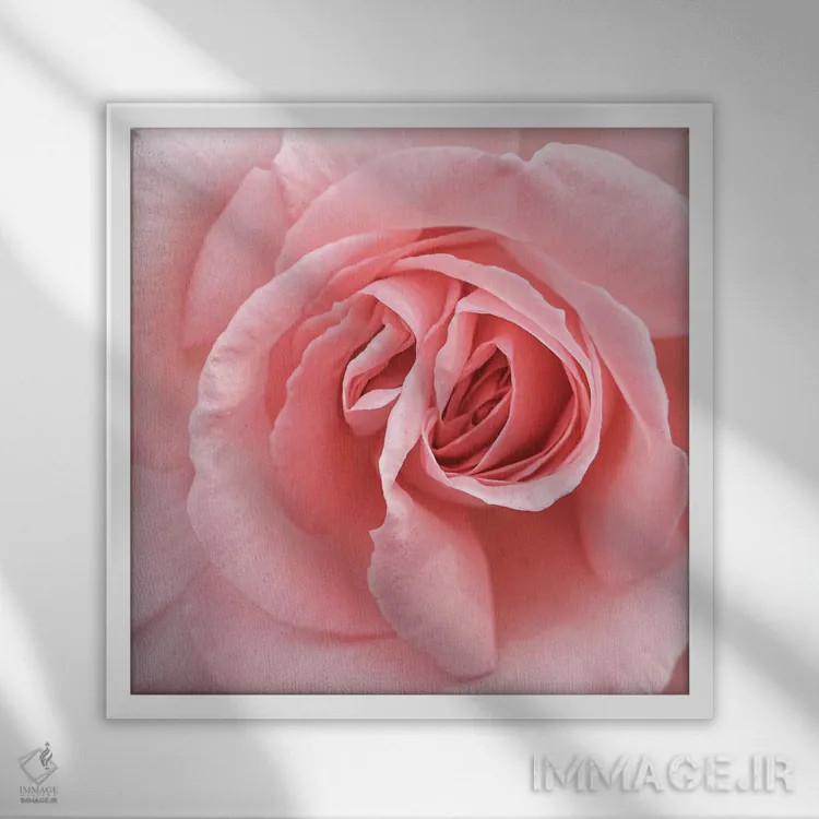 تابلو رز صورتی ملایم اثر هنریکه شنک - نمای قابدار سفید