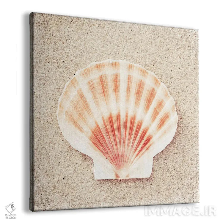 تابلو پوسته صدف اسکالوپ اثر کارولین کوکرن - نمای پرسپکتیو محصول