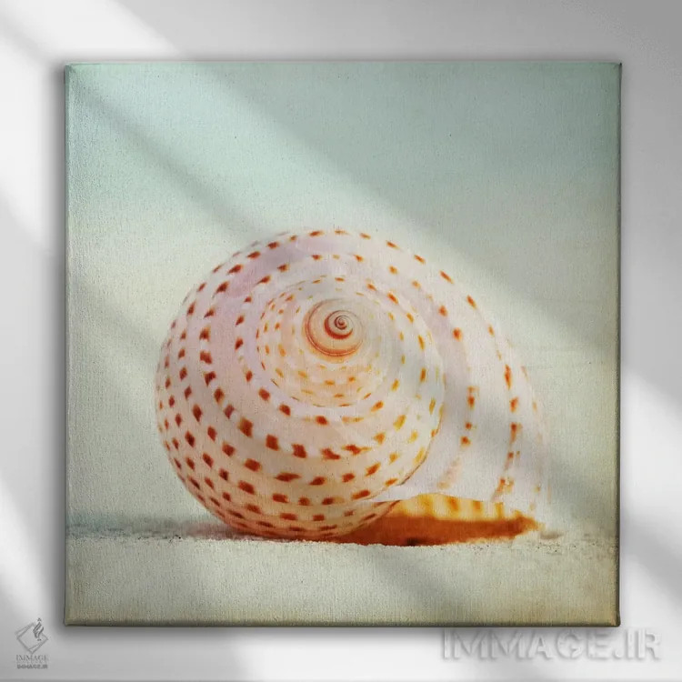 تابلو صدای صدفهای دریایی اثر کارولین کوکرن - نمای روبهرو روی دیوار