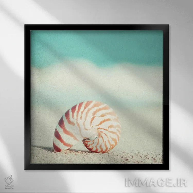 تابلو ناتیلوس (نوعی صدف یا کشتی افسانهای) اثر کارولین کوکرن - نمای قابدار مشکی