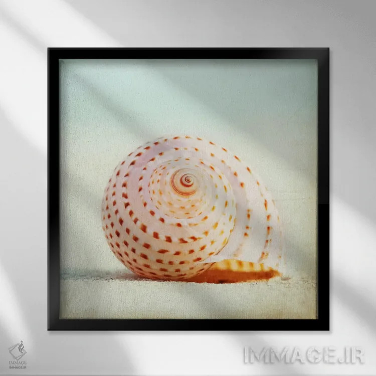 تابلو صدای صدفهای دریایی اثر کارولین کوکرن - نمای قابدار مشکی