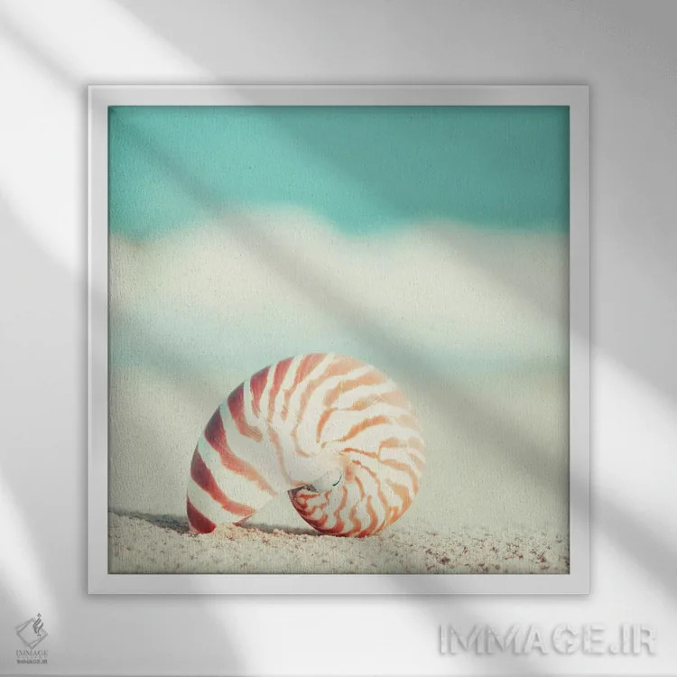 تابلو ناتیلوس (نوعی صدف یا کشتی افسانهای) اثر کارولین کوکرن - نمای قابدار سفید