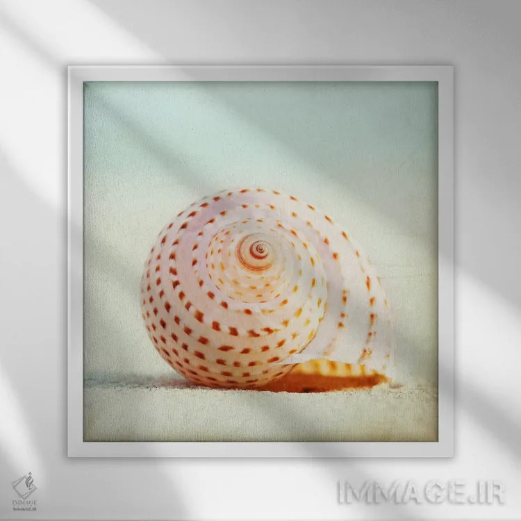 تابلو صدای صدفهای دریایی اثر کارولین کوکرن - نمای قابدار سفید