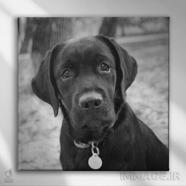 تابلو زویی (نام) اثر کیم لوین - نمای روبهرو روی دیوار