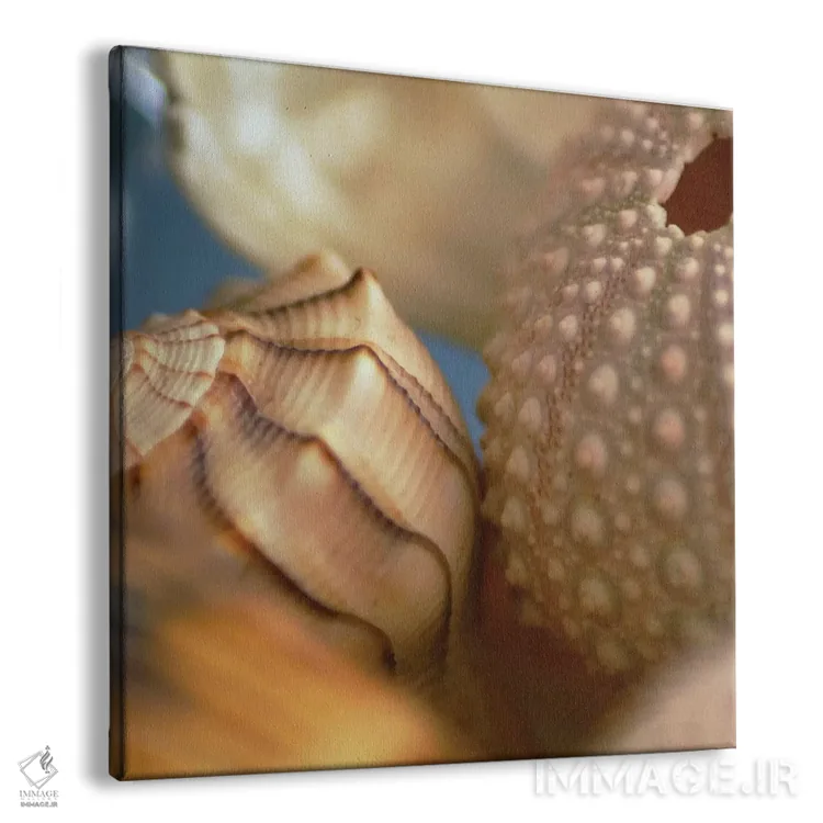 تابلو صدفها شماره ۱ اثر فوتوآیانسی استودیو (استودیو عکاسی) - نمای پرسپکتیو محصول