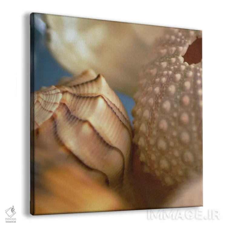 تابلو صدفها شماره ۱ اثر فوتوآیانسی استودیو (استودیو عکاسی) - نمای پرسپکتیو محصول