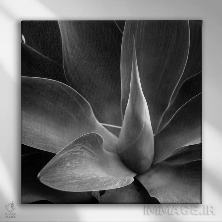 تابلو گل اثر فوتوآیانسی استودیو (استودیو عکاسی) - نمای روبهرو روی دیوار