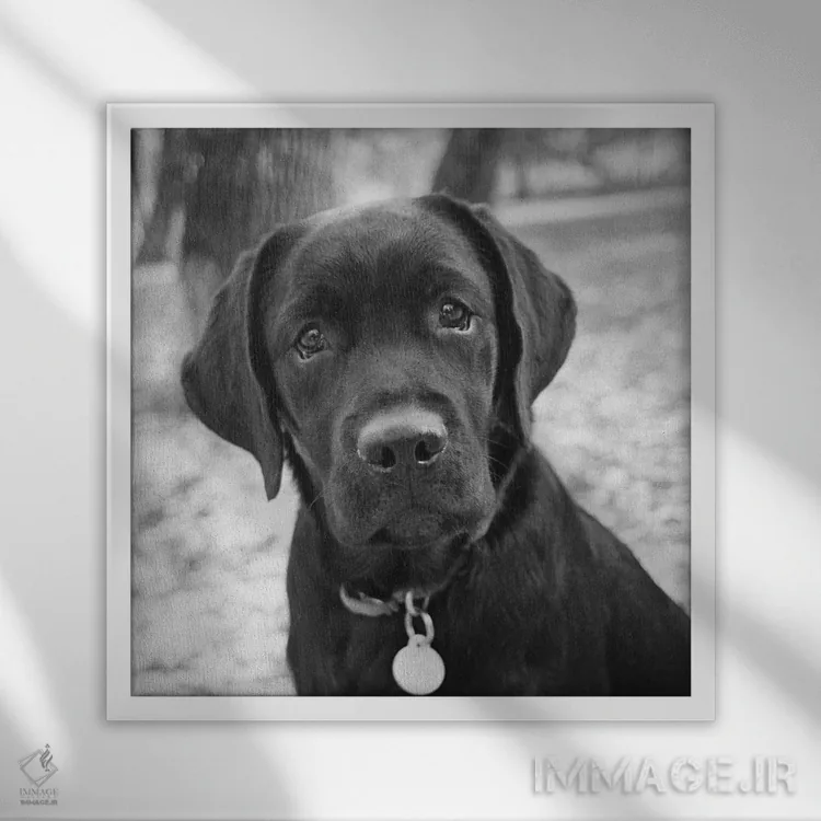 تابلو زویی (نام) اثر کیم لوین - نمای قابدار سفید