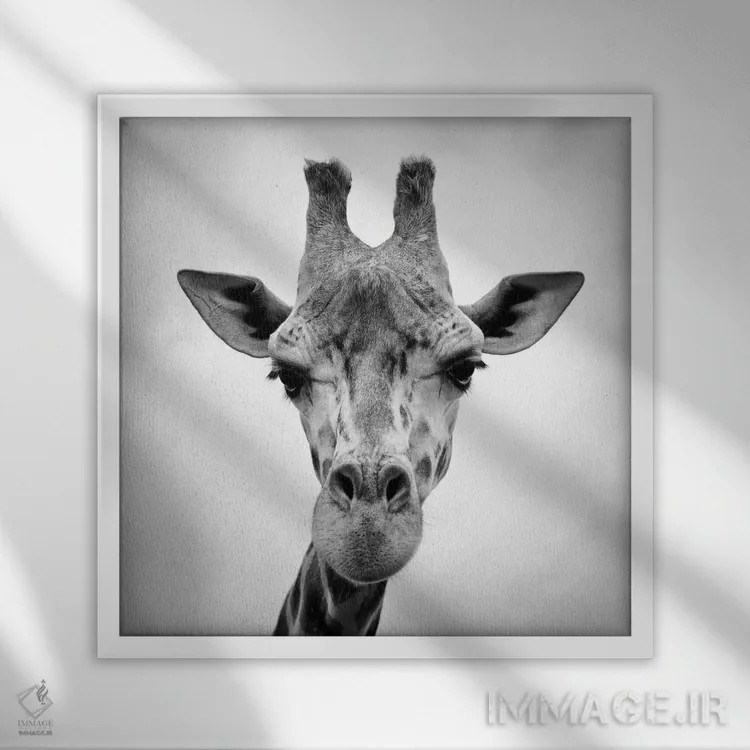 تابلو زرافه اثر فوتوآیانسی استودیو (استودیو عکاسی) - نمای قابدار سفید