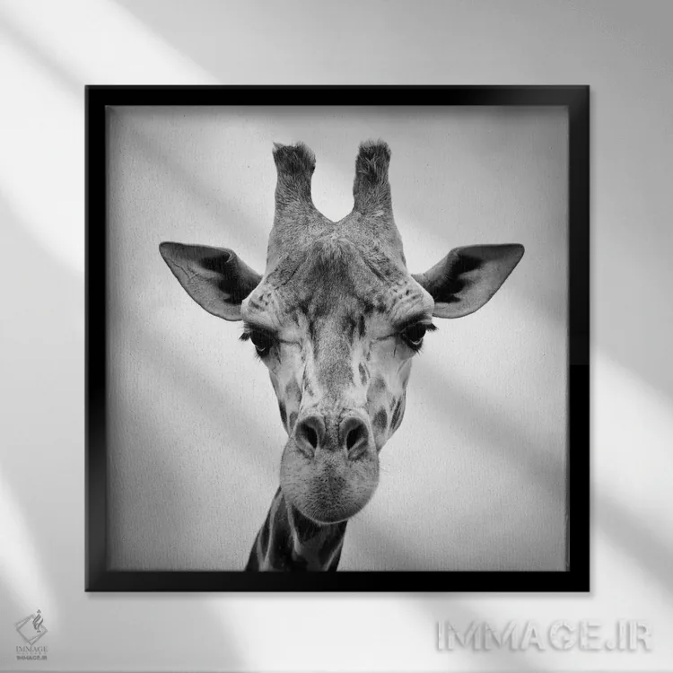 تابلو زرافه اثر فوتوآیانسی استودیو (استودیو عکاسی) - نمای قابدار مشکی