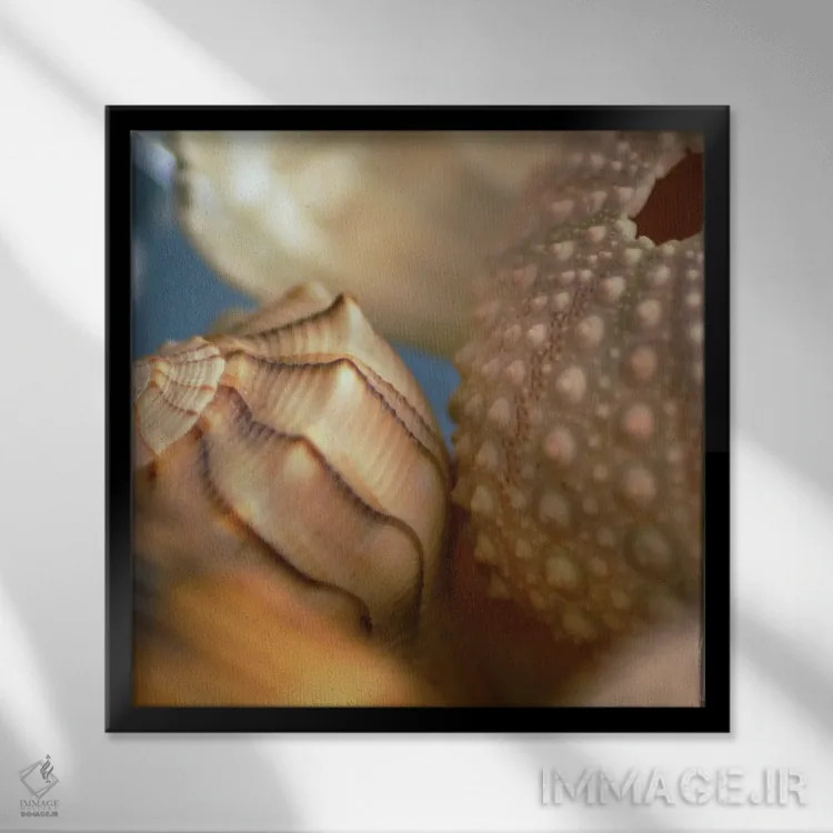 تابلو صدفها شماره ۱ اثر فوتوآیانسی استودیو (استودیو عکاسی) - نمای قابدار مشکی