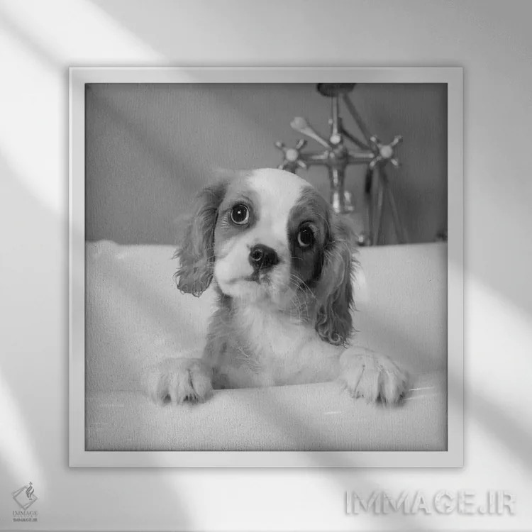 تابلو لولو (نام) اثر کیم لوین - نمای قابدار سفید