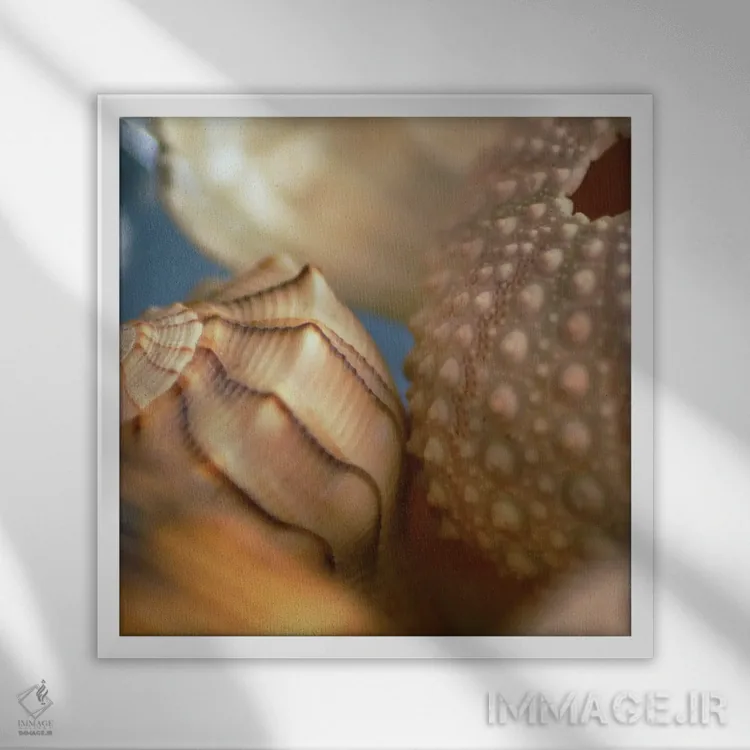 تابلو صدفها شماره ۱ اثر فوتوآیانسی استودیو (استودیو عکاسی) - نمای قابدار سفید